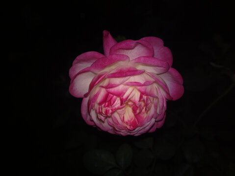 月季花