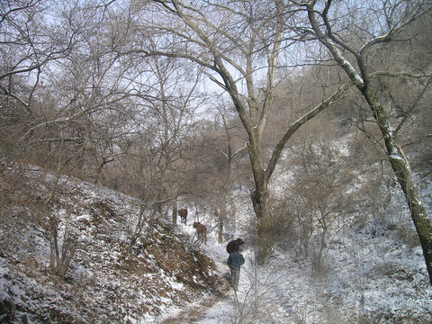 西北农村冬天的雪景