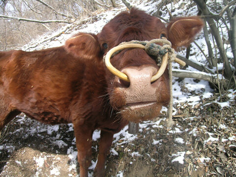 西北农村冬天雪地里赶牛