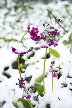 冰雪中的转转花