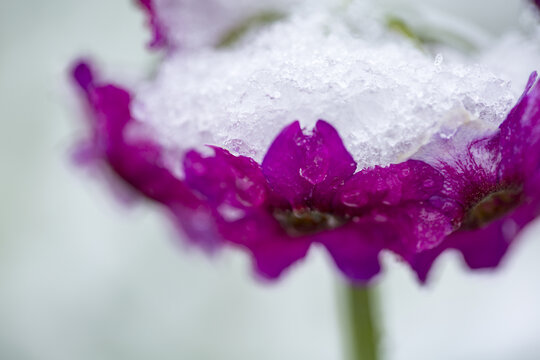 冰雪中的转转花