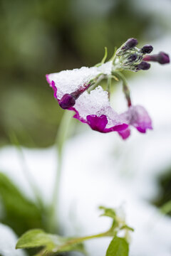 冰雪中的转转花