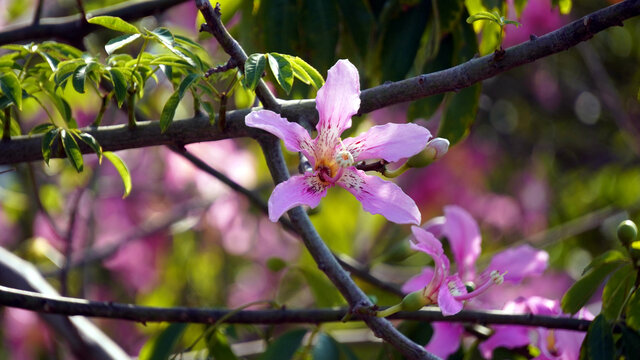 异木棉花