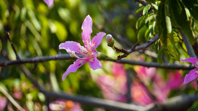 异木棉花