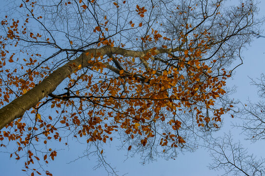 红叶秋叶树干仰拍