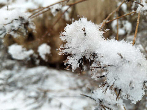 积雪