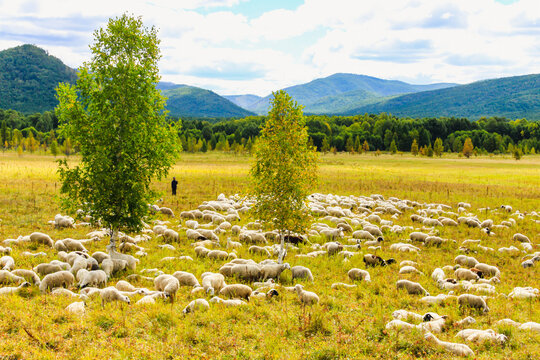秋季草原森林羊群