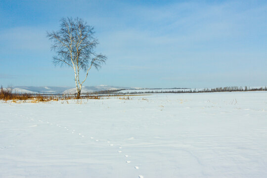冬天雪原雪地一棵白桦树