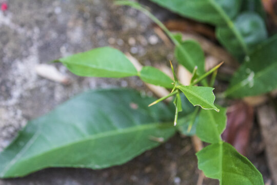 橘子树