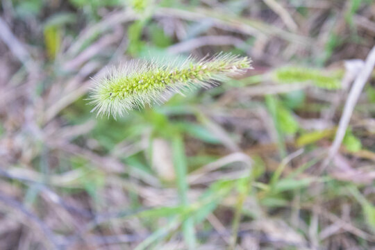 狗尾草