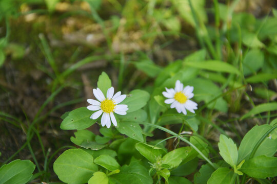 清新小野菊