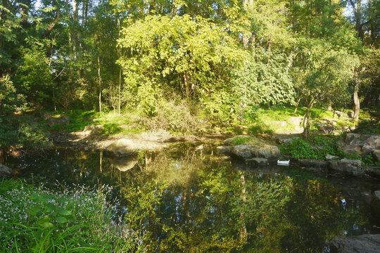 池塘树影