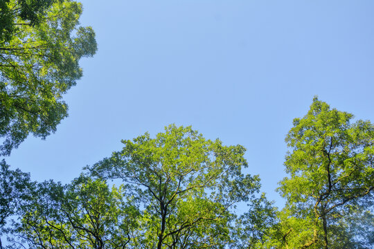 蓝天与树枝美景