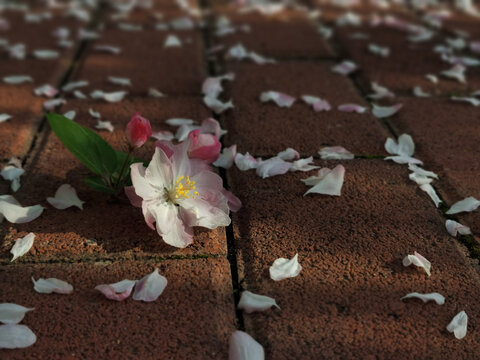 海棠桃花飘落杏花花瓣