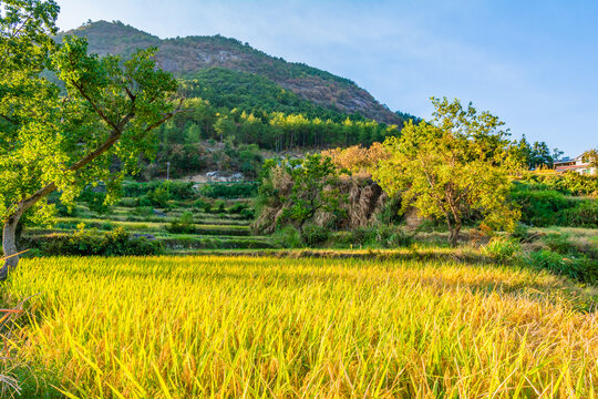 山区秋天水稻田