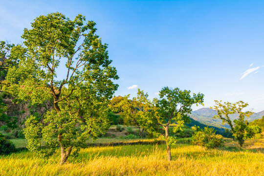 山区稻田