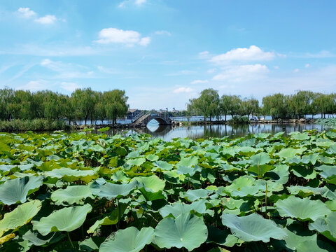 荷塘小桥流水