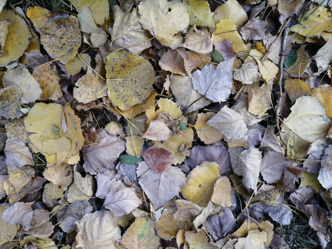 秋天落叶背景图