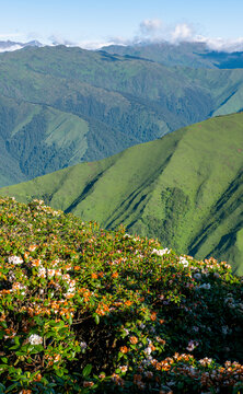 山脉山川高山杜鹃花夏天森林