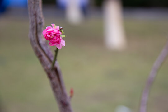 梅花花蕾