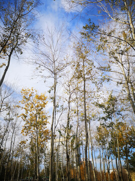 蓝天下秋天变黄的树林