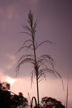 夕阳下芦苇