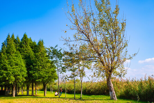 草坪杨树