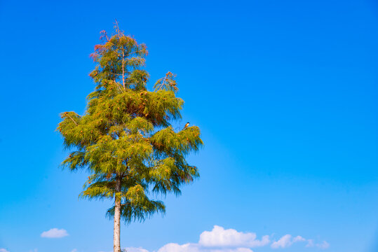 蓝天松树