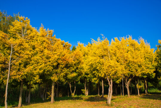 黄色树林