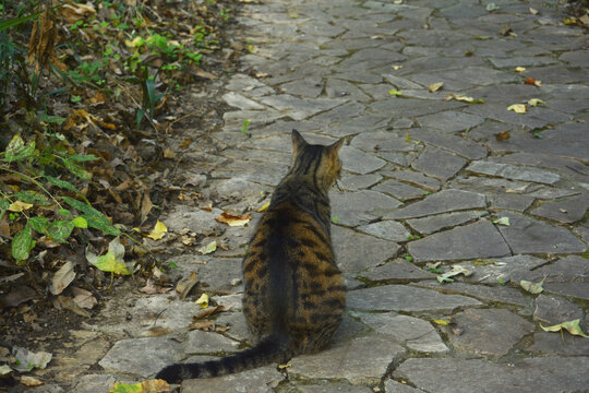 流浪猫背影