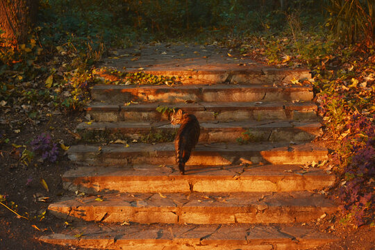 夕阳石阶上的猫