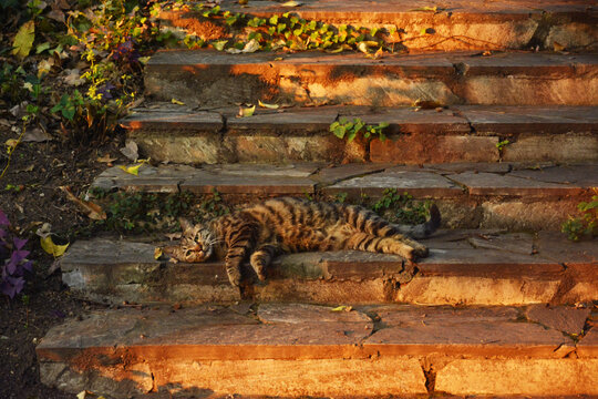 石阶上躺着的猫