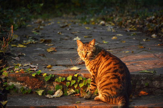 秋天的猫