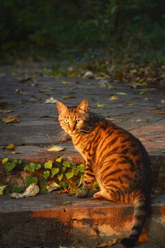 夕阳与野猫