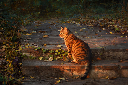 夕阳里的猫