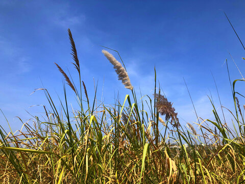 蓝天下的芦苇荡