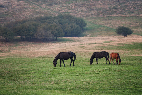 草原马匹吃草自然风光
