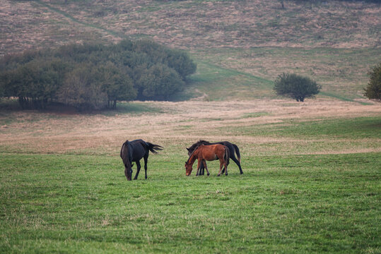 草原马匹吃草自然风光