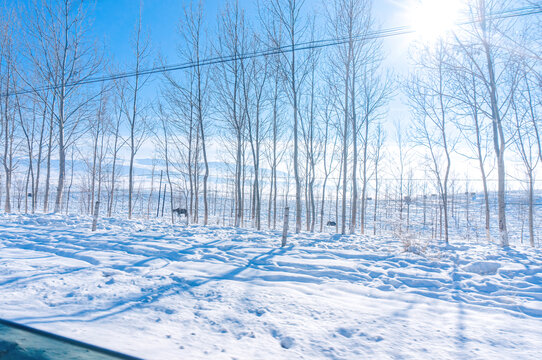 寒冬白雪