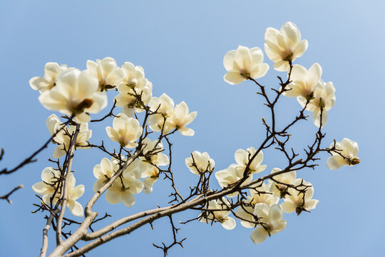 玉兰花开