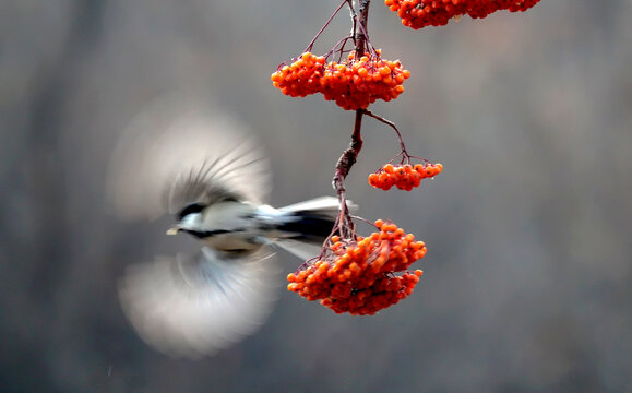 山雀鸟在秋果枝上觅食飞翔