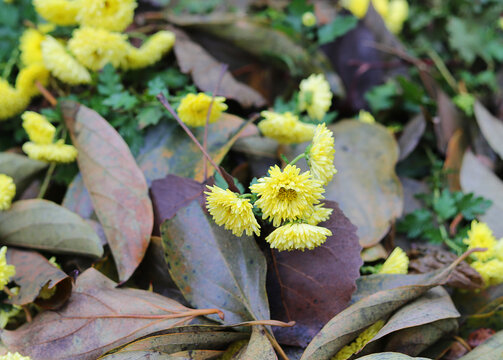 野菊花