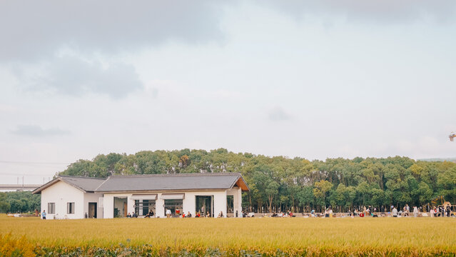 金色的稻田与田野上的房子
