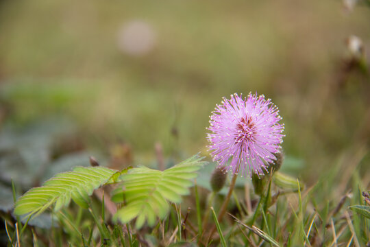 含羞草花