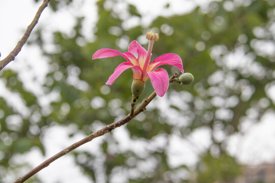 美丽异木棉花蕾花朵