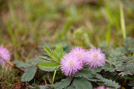 三朵含羞草花