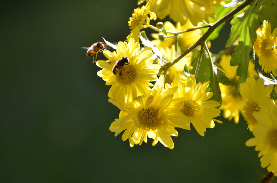 菊花