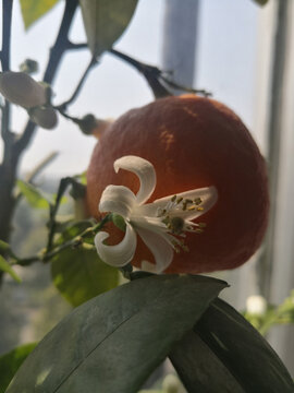 橘子花果相伴