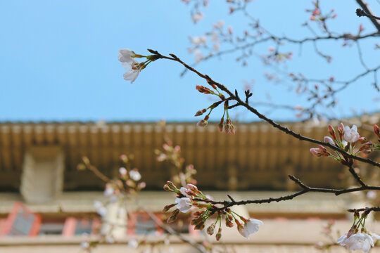 武大樱花