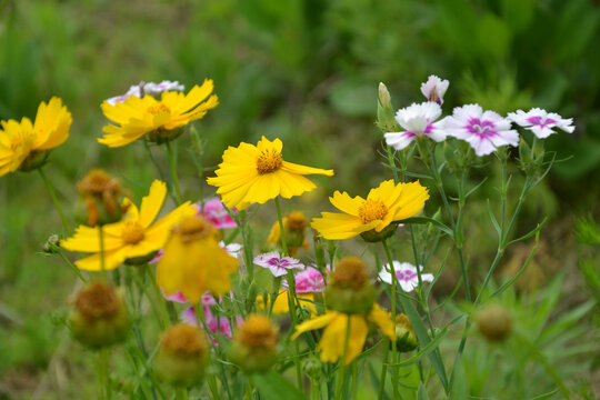 野花